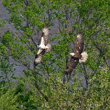 11SB9292 Bald Eagle Chasing Osprey with Fish